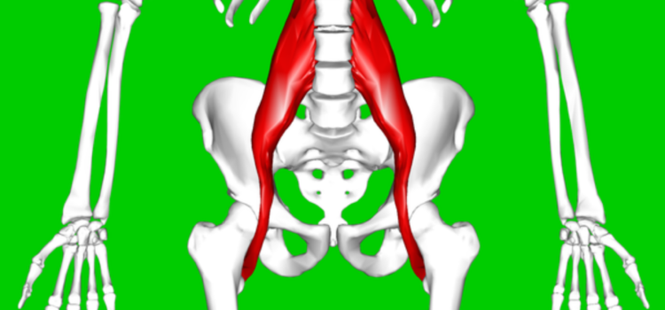 Psoas Muscle Pain and Anxiety: The Mind-Body Connection Explained